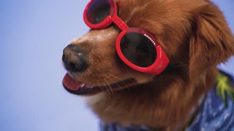 Dog Wearing Goggles