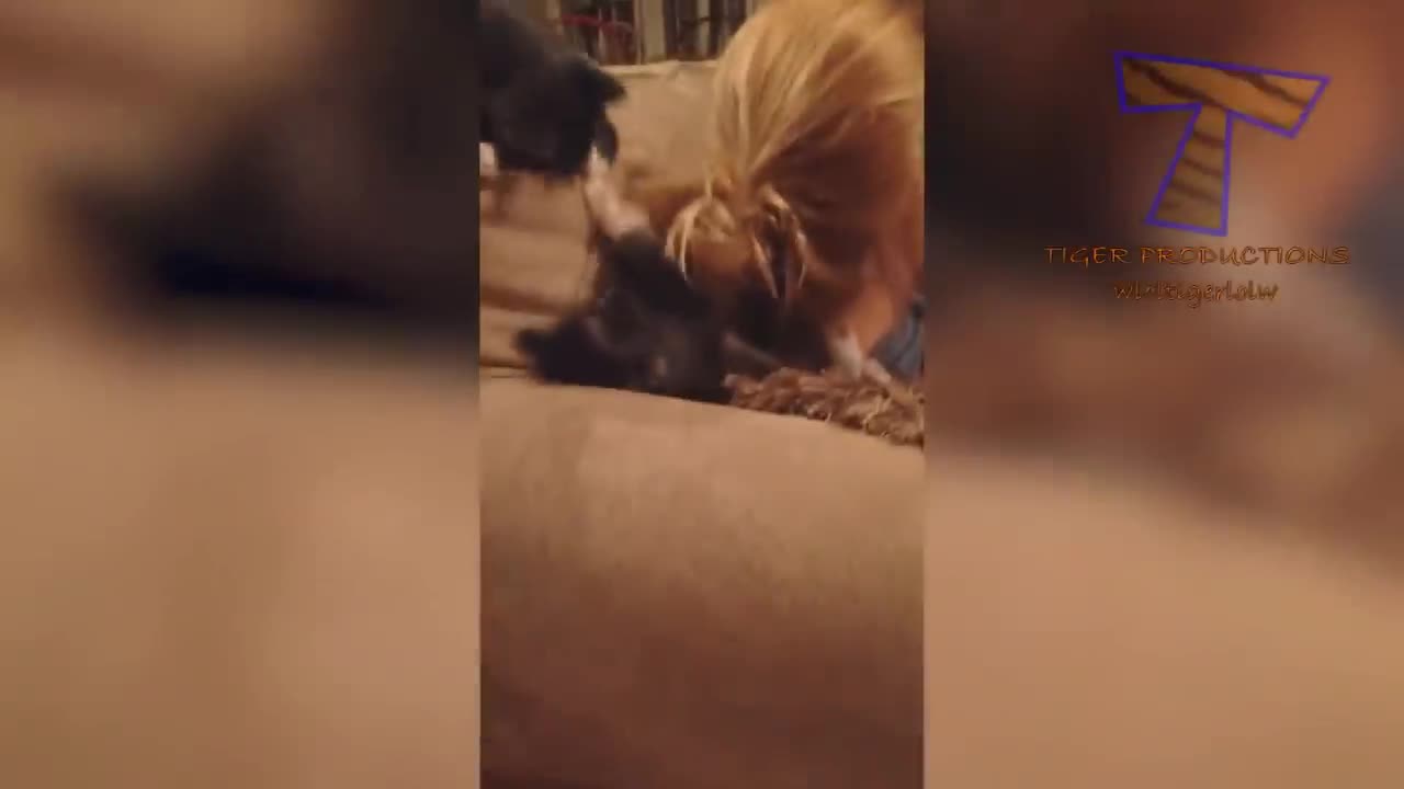 Funniest pets on the internet
