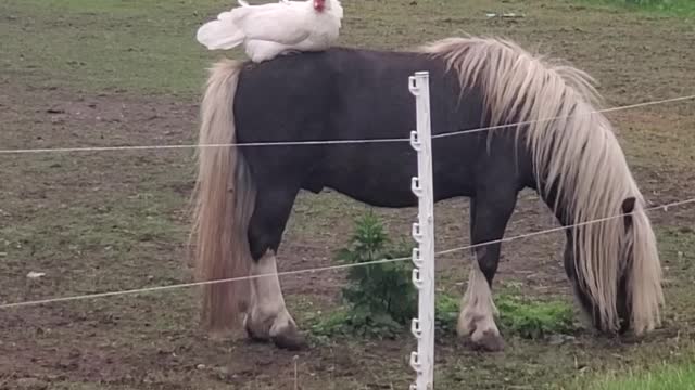 Hen Find Her Perch on Horse's Back