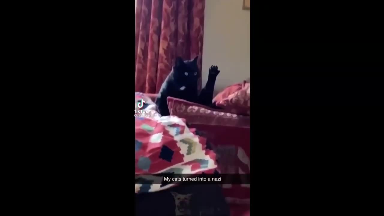Funny Cats Reacting To Various Things