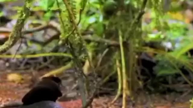 Nature beautiful birds dancing video