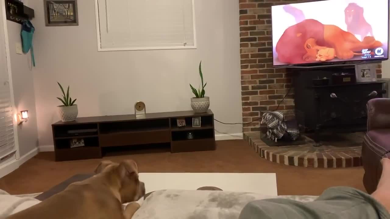 *WATCH* “Sympathizing with Simba” Our pitbull’s AMAZING reaction to Mufasa’s death in The Lion King