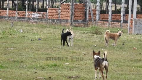 Villagedog!! Black Labrador Retriever Vs German Shepherd Dog Near Home