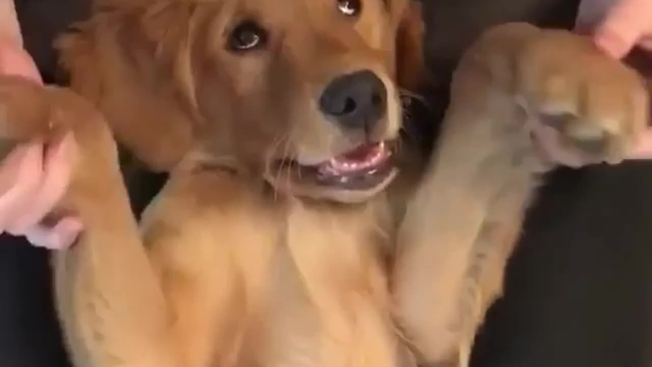 Peek a boo by @gus_and_reagan_goldens