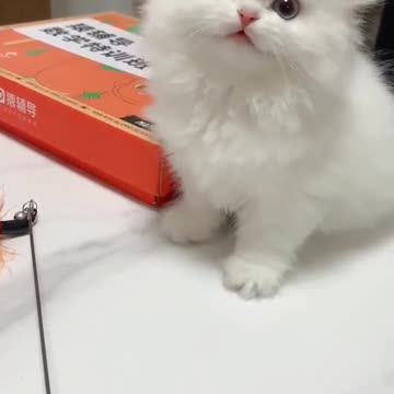 - So cutecats meow catfancy nicecat cute kitten love shorts ytshorts_720p