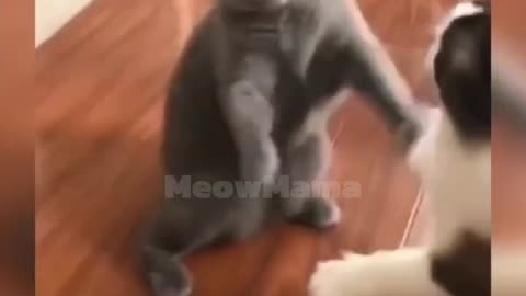 Funniest Cats and 🐱 | Funny Animal Videos #cat #cats #catlover#funnycats