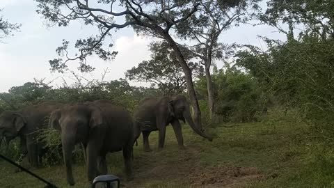 A Video of Group of Elephants Approaching the Vehicle