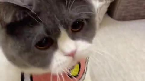 Cat Funny Video