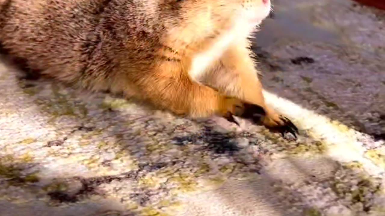 Animal cute moments 😊#video#funny#viral#cute#motivational#pleasesupport