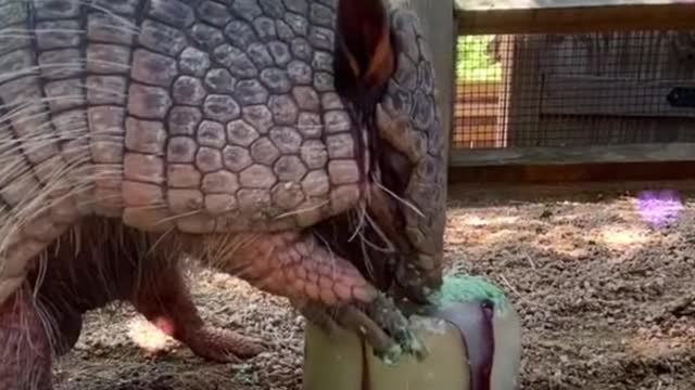 Is this a pangolin? What is it eating