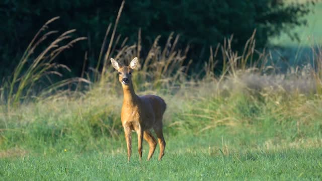 Animal video ,roe deer video, nature wild video,calling friend video