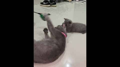 Cat plays with human