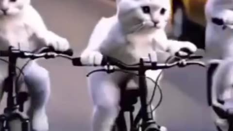 Funny cats videos