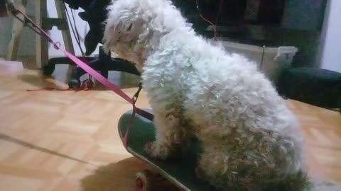 Puppy showing off skateboarding skills