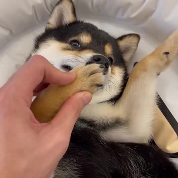 Dog cleaning time,dog spa asmr (with headphones) #001