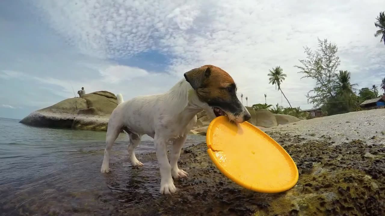 Swimming brave dog tricks😍