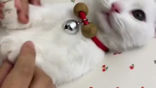 Lovely cat pink PAWS