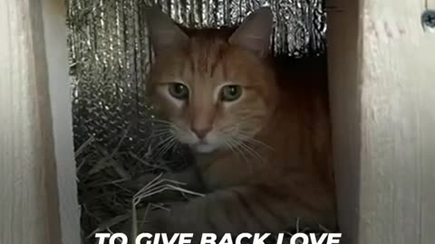 MAN HELPS STRAY CATS