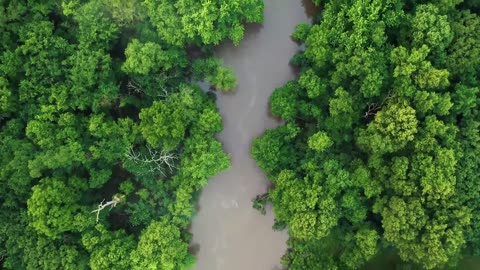 Drone footage of nature forest 4k stock video