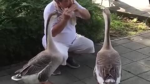 Ducks Listening Music