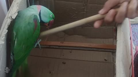 Funny parrot