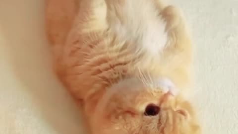 Cute and funny cat video.