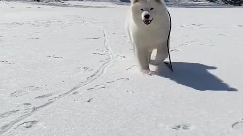 Another day of confession Samoyed jam