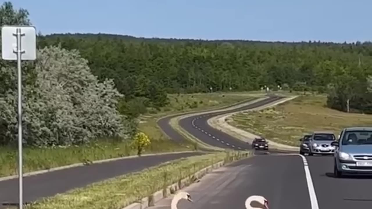 Crossing the road