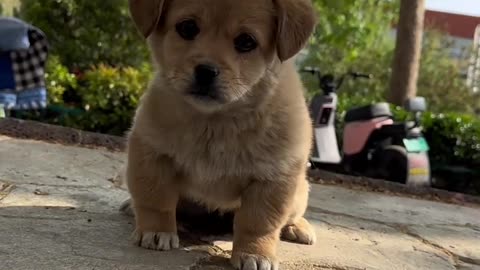 Quenching cuteness! 🐾💦