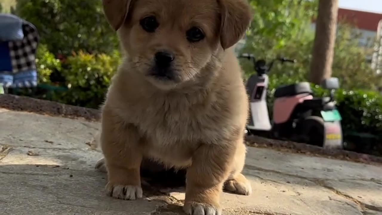 Quenching cuteness! 🐾💦