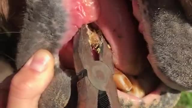 If only people would check their horses mouths