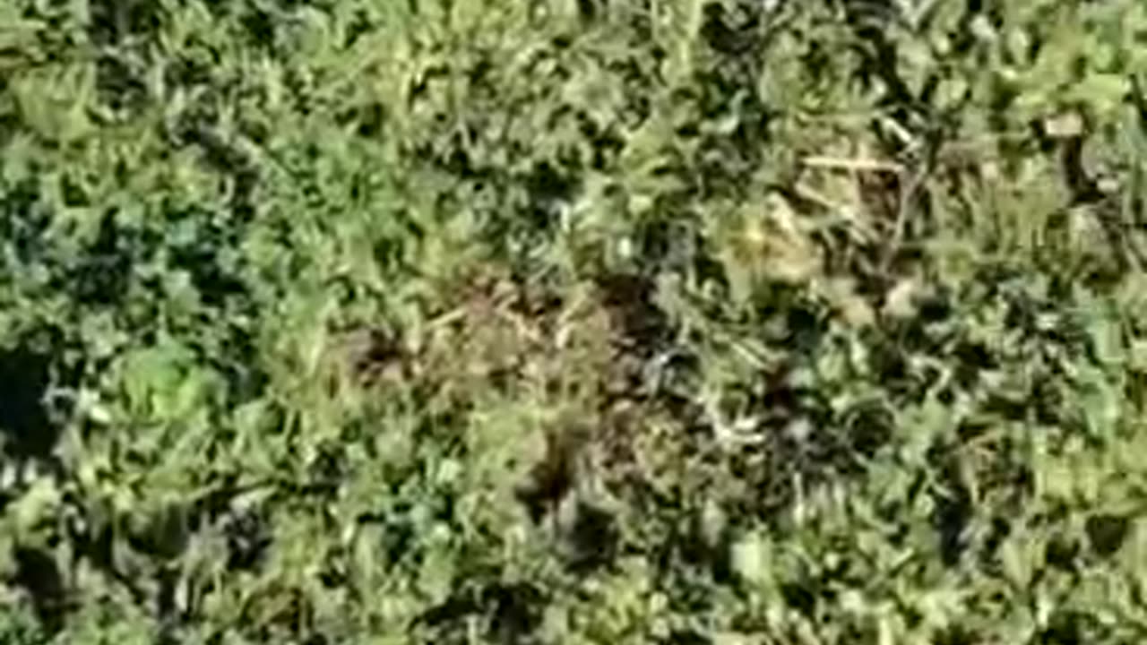 JERRY as soon as he feels that the grass is still wet he starts to limp
