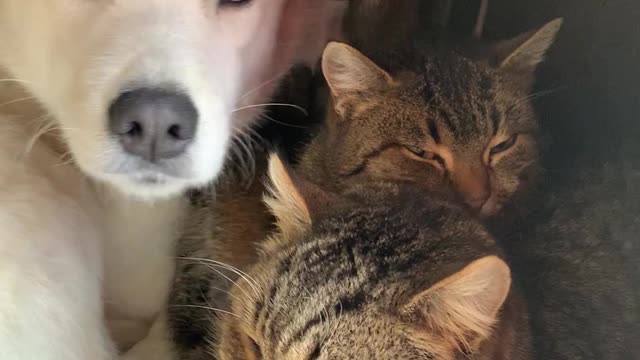 Cabinet Full of Furry Friends