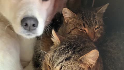 Cabinet Full of Furry Friends