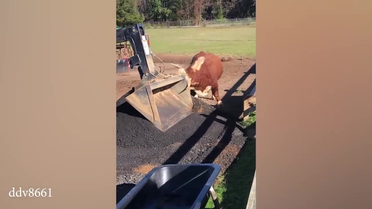 20 Minutes Of Ultimate Funniest Animals 2023 😅 Best Video 🐶