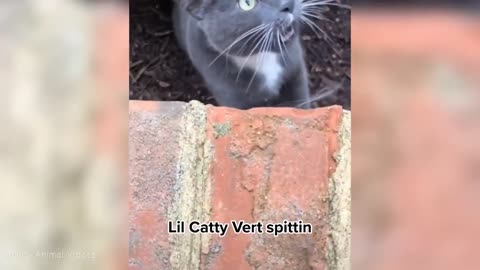 TRY NOT TO LAUGH | FUNNY ANIMALS COMPILATION| Funny Animal Videos 2021 | Funny Animal Videos