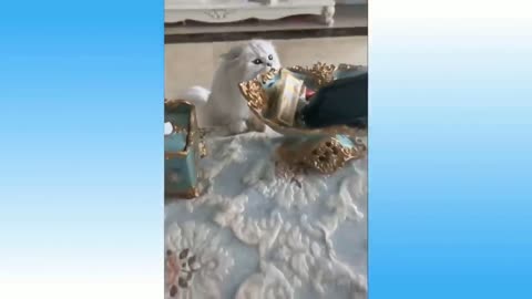 Funny Animals 🐧 - Best Of The 2024 Funny Animal Videos 😁 - Cutest Animals Ever