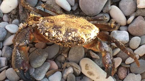 crab runs on stones