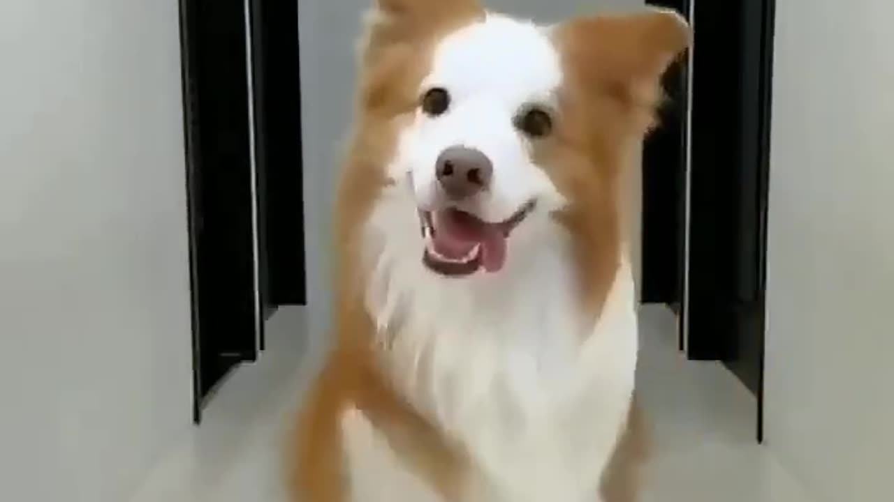 Funny animal video 🤣