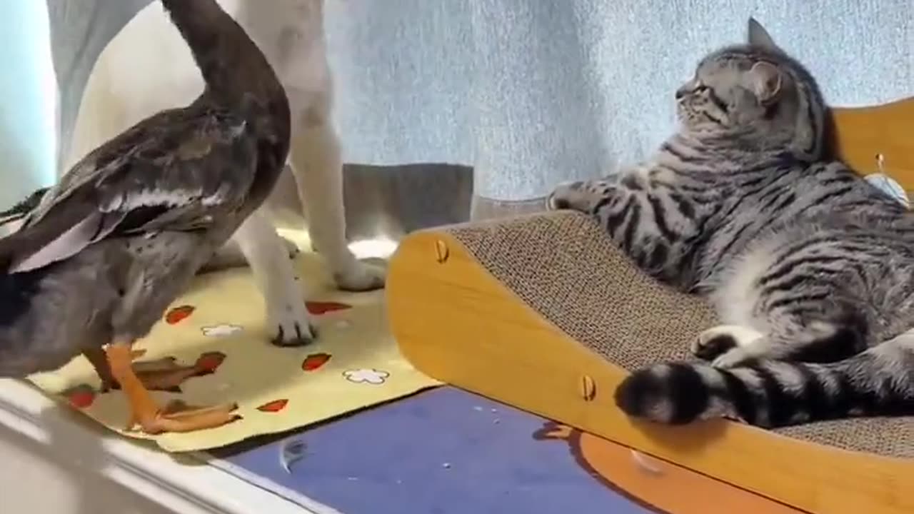 a dog, cat and duck have all in brawl.