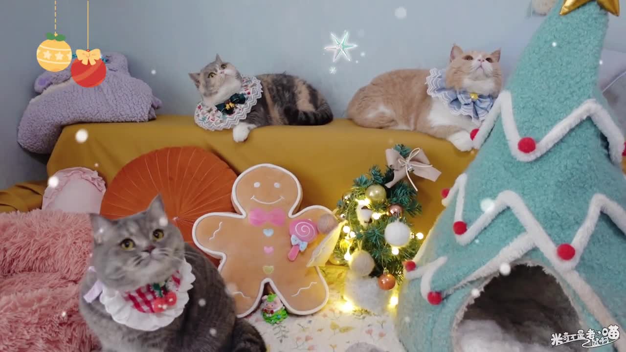 What color sacks do little cats like at Christmas? Put them in!