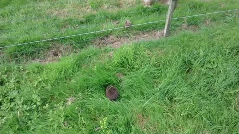 Gibbon freaks out over hedgehog lucky