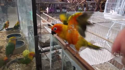 Parrot lifespan video