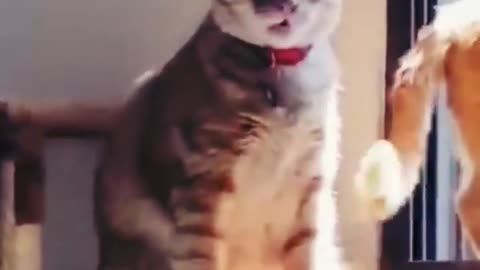 funny cat shorts video 30 seconds