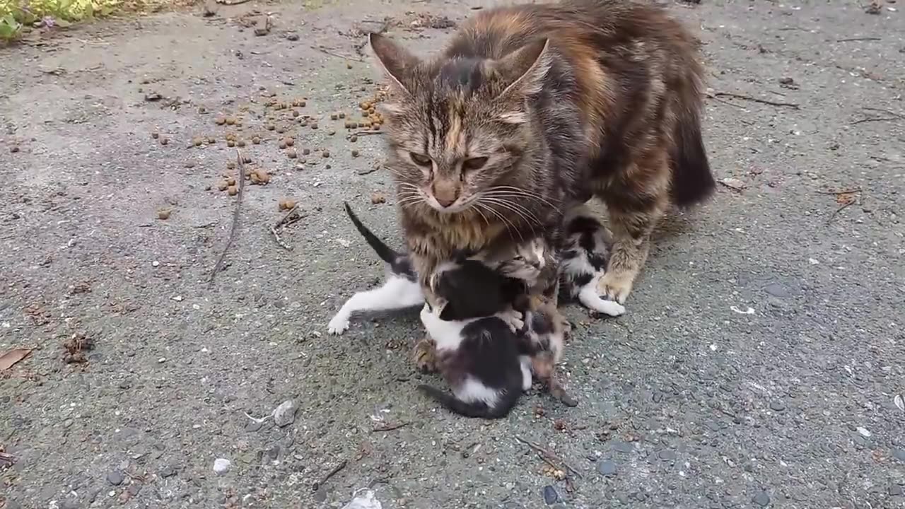 baby kittens meowing very loudly for mom cat