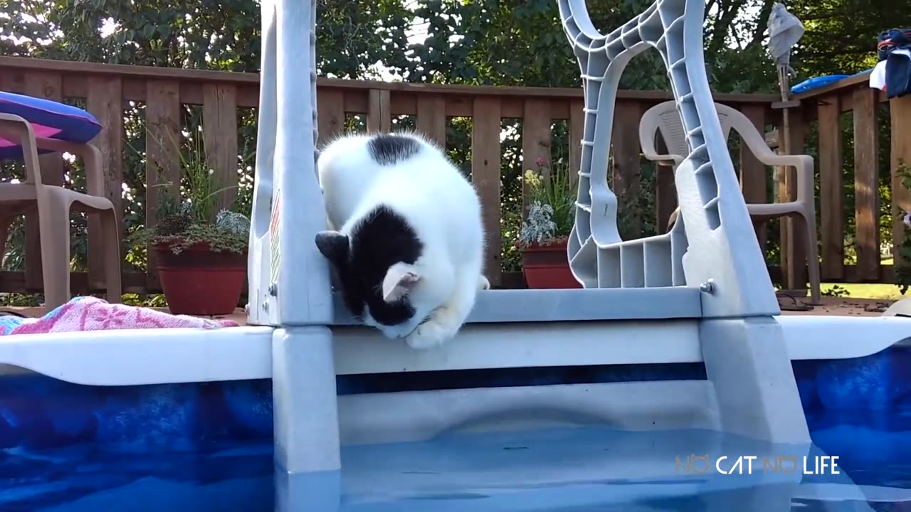 Funny Cats Compilation (Most Popular) Part 3