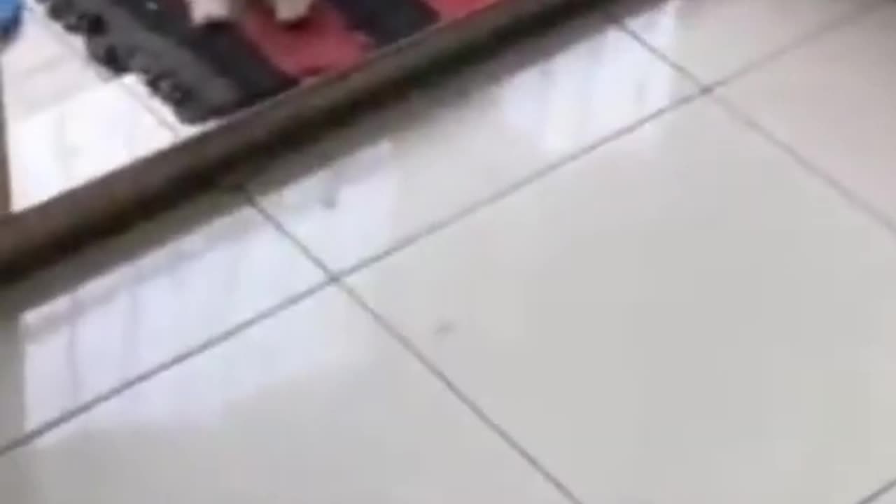 Funny dog video / try not to laugh challenge !