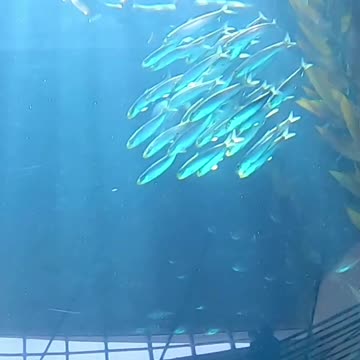 The aquarium of the Pacific