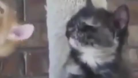 Cute baby cat fall asleep Suddenly viral video