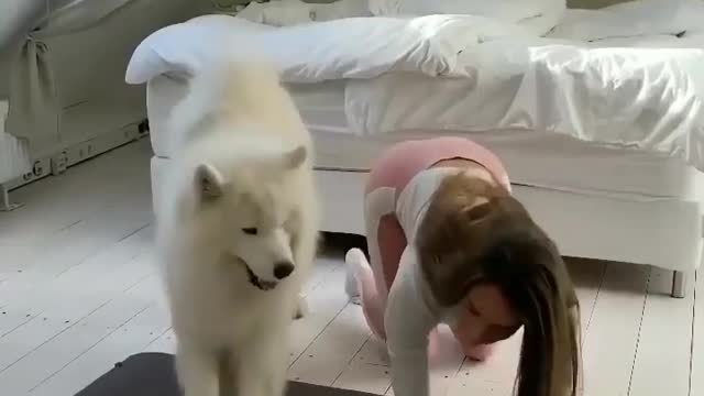 Funny Pets, funny dog